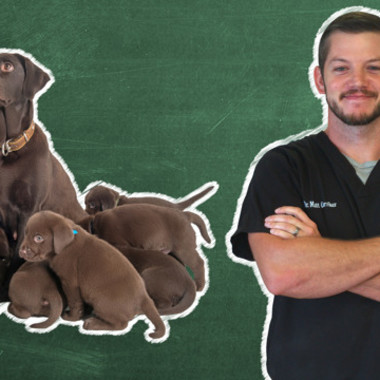 Pet 101: Doberman Case File