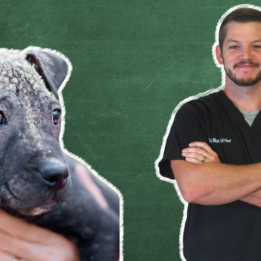 Pet 101: How To Treat Mange