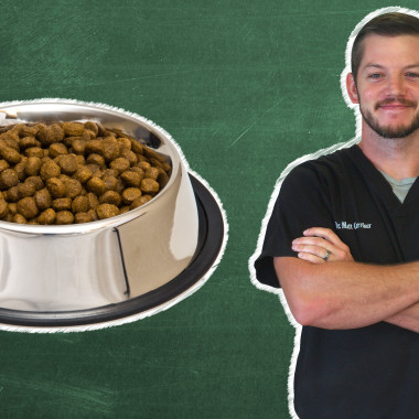 Pet 101: Is It Better To Use Kibble Or Raw Food?