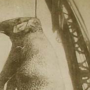 Strange Heartland History: When a Town Hung a Circus Elephant