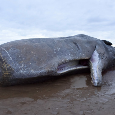 Strange Heartland History: The Day It Rained Whale Guts in Oregon
