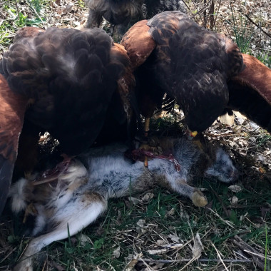 3 Types of Game You’ll Hunt as a Falconer