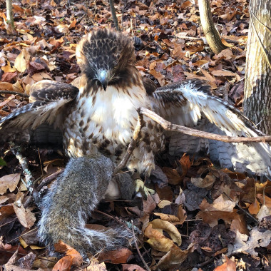 We Go Squirrel Hunting with a Falconer and His Red-Tailed Hawk