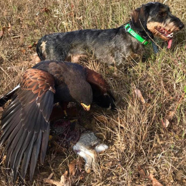 3 Ways a Falconer May Obtain a Raptor