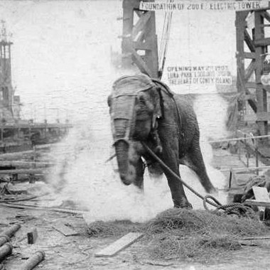 Strange Heartland History: Did Thomas Edison Really Fry an Elephant with Electricity?