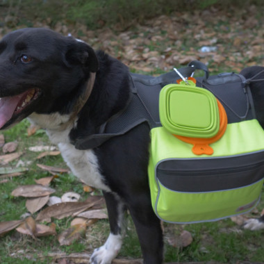 How to Pack a 72-Hour Bug-Out Bag for Your Dog