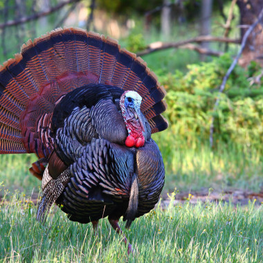 4 Tips for Hunting Turkeys in the Late Afternoon