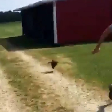 Guy Runs for His Life from Rooster