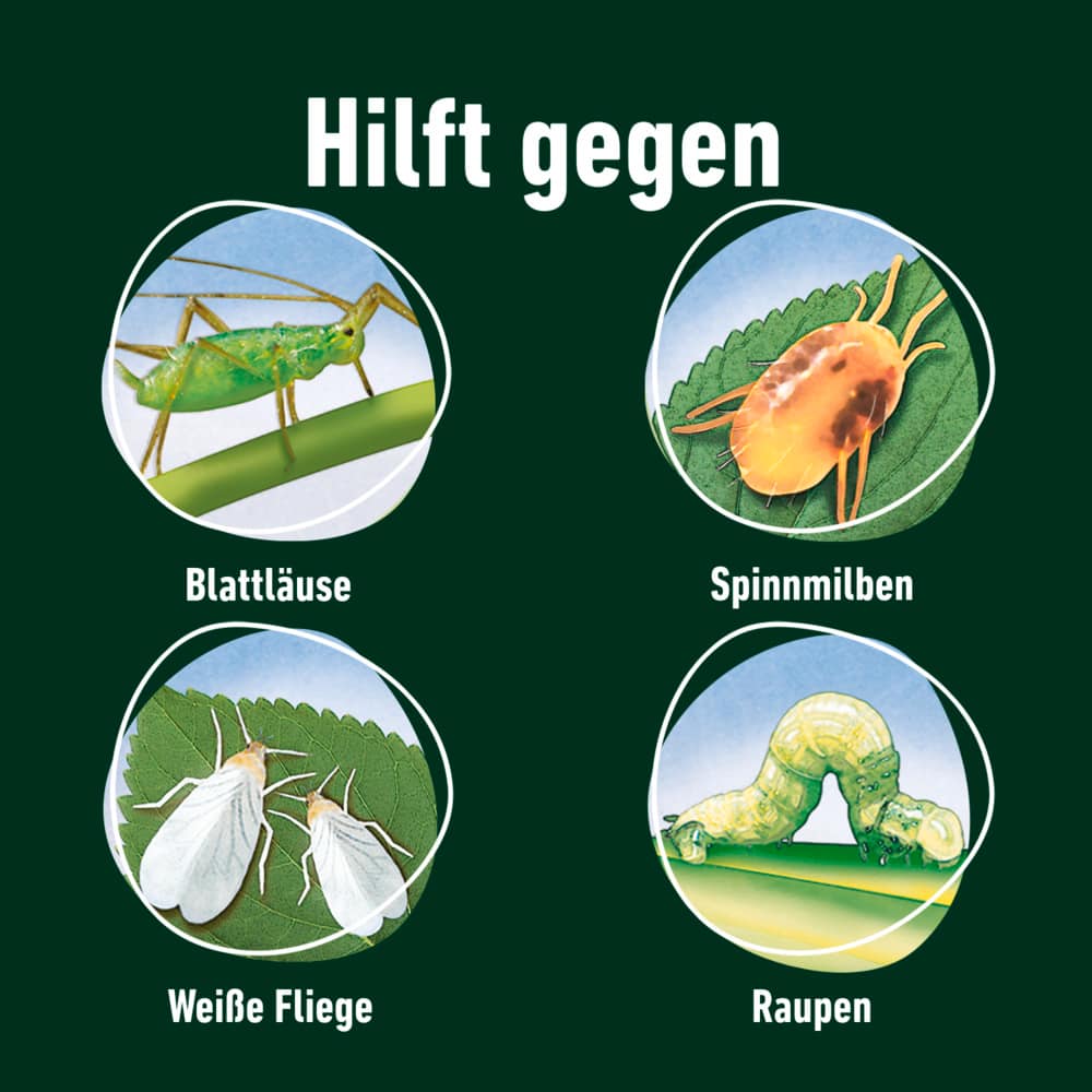 compo image