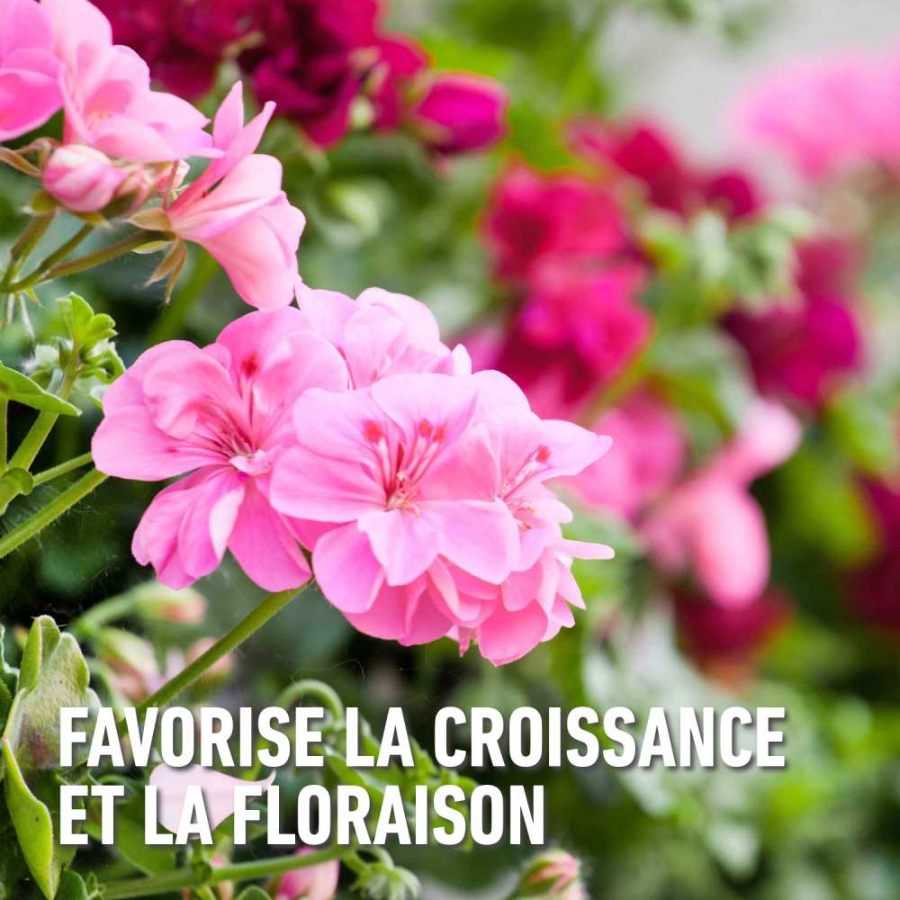 compo image