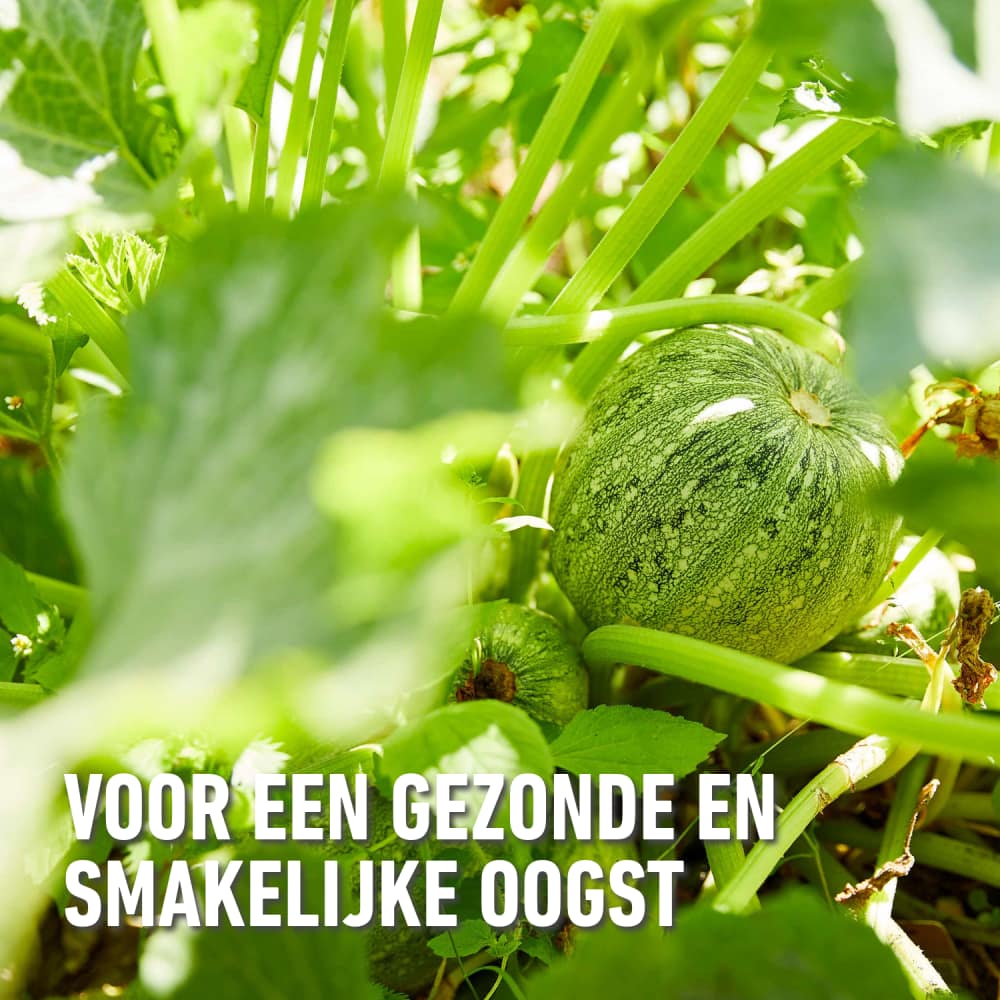 compo image