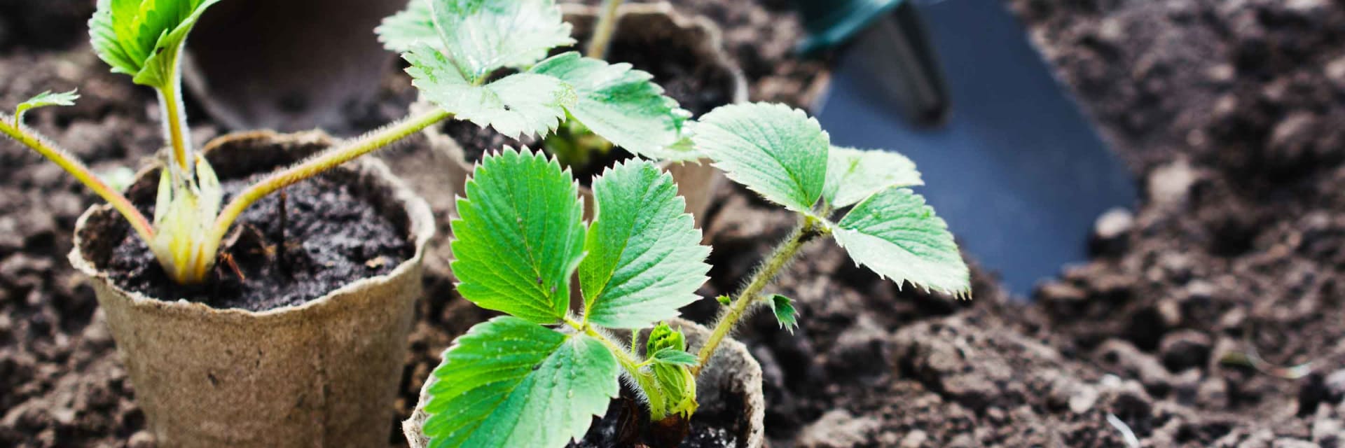 Erdbeeren vermehren