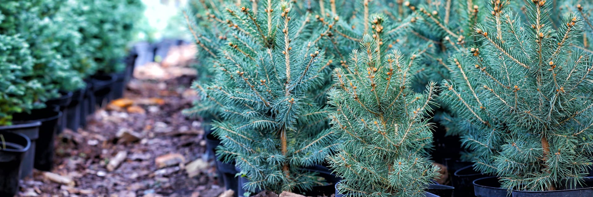 Weihnachtsbaum im Topf