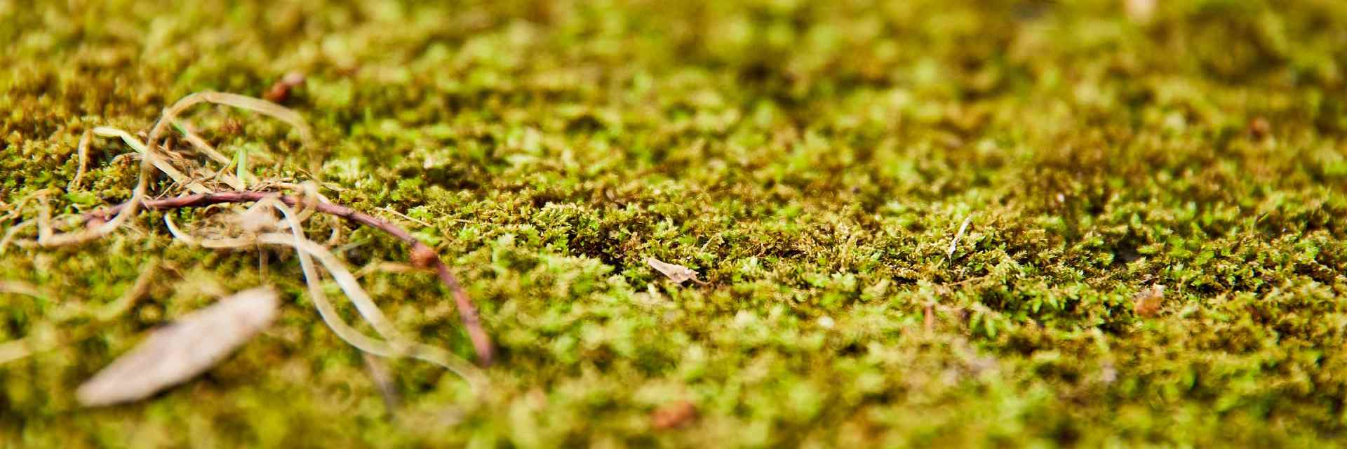 Moos im Rasen