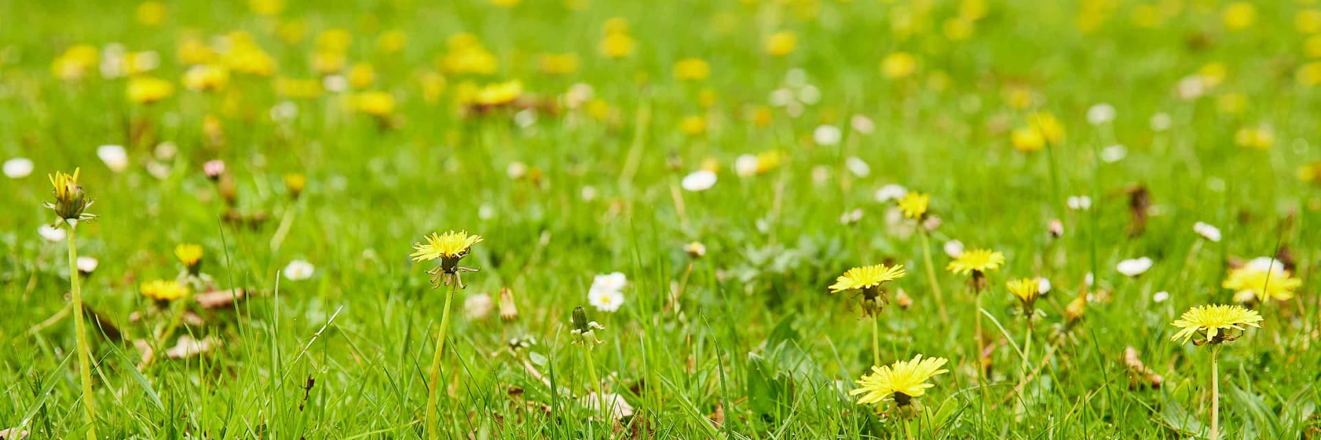 Rasen mit Unkraut und blühendem Löwenzahn