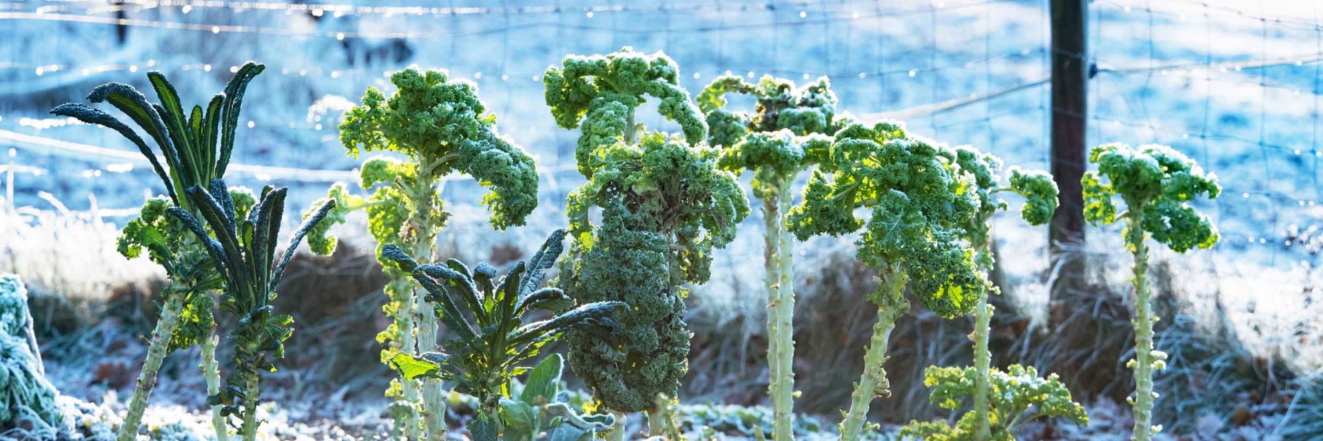 Wintergemüse im Beet