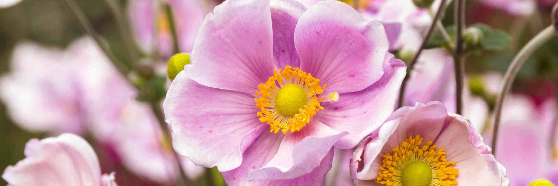 Japanese anemone