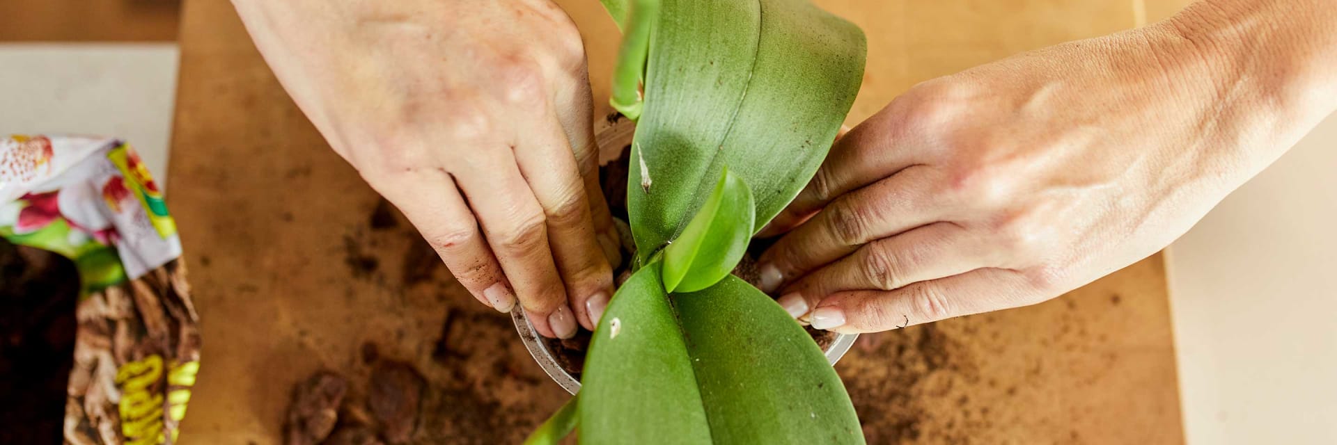 Orchidee in frische Erde umtopfen