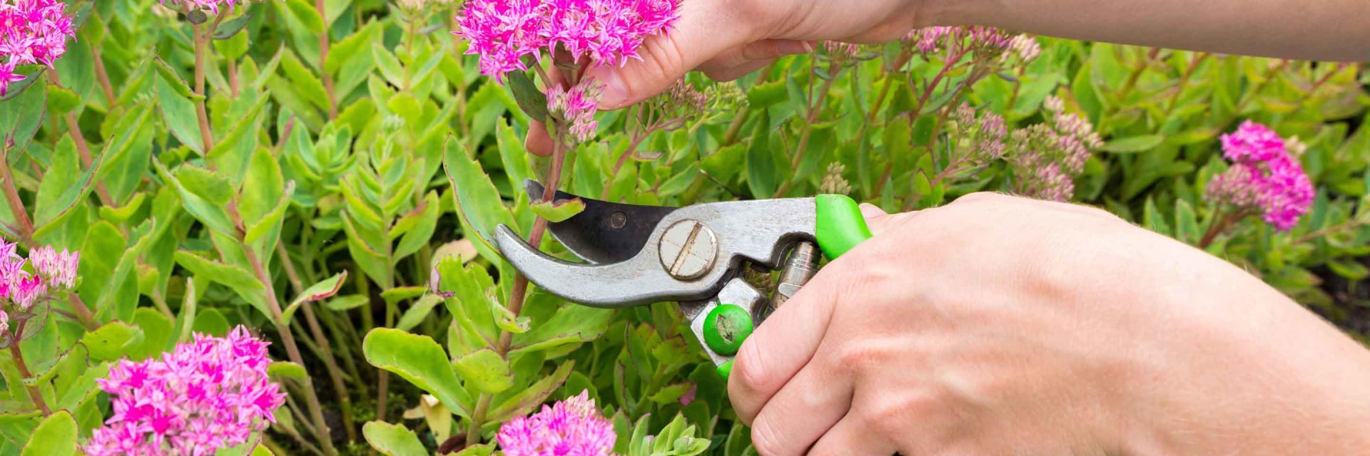 cutting shrubs