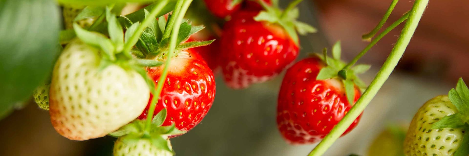 Erdbeeren düngen