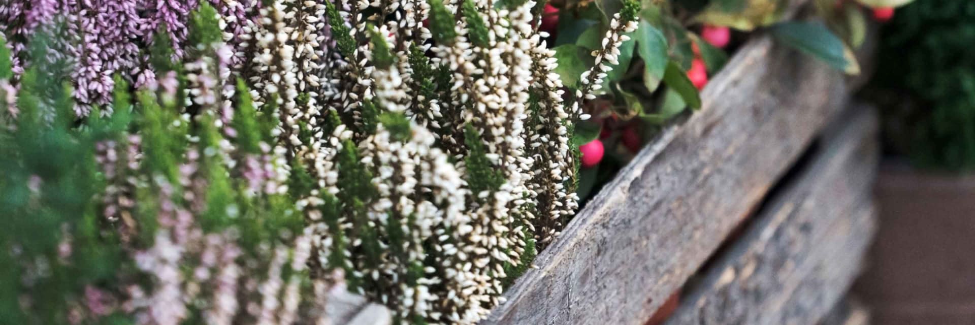 COMPO Engrais Liquide Géraniums & Plantes de Balcon - pour une belle et  riche