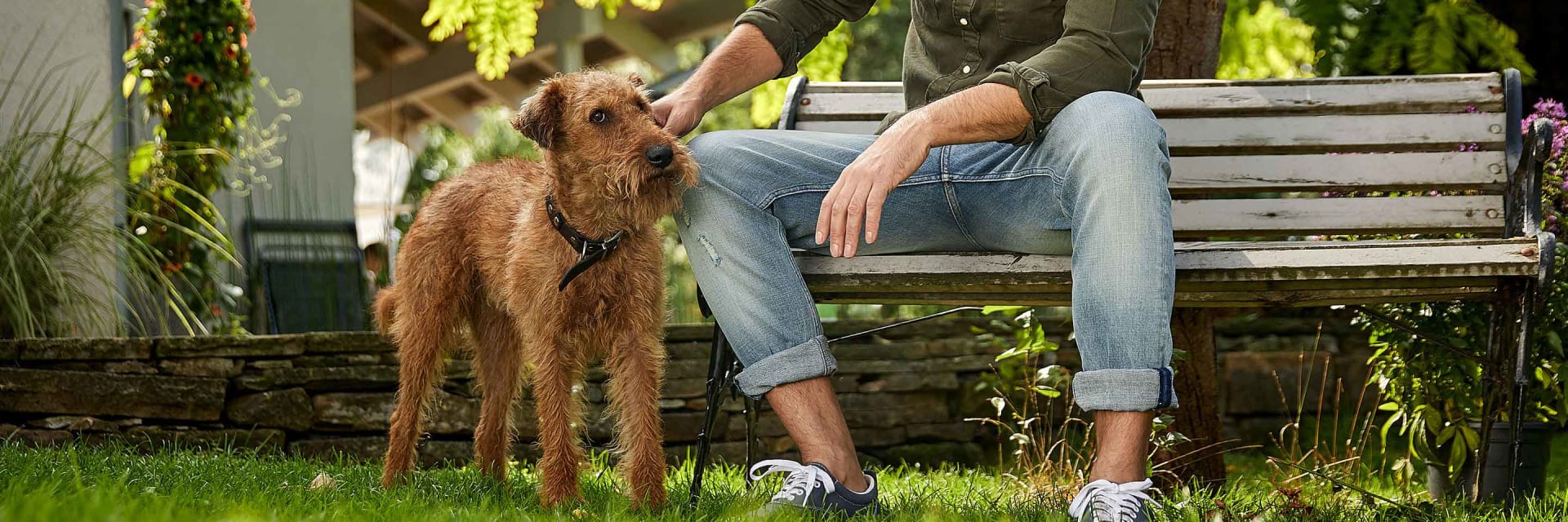 Le trèfle contre l'urine de chien sur la pelouse - Jardin au Naturel