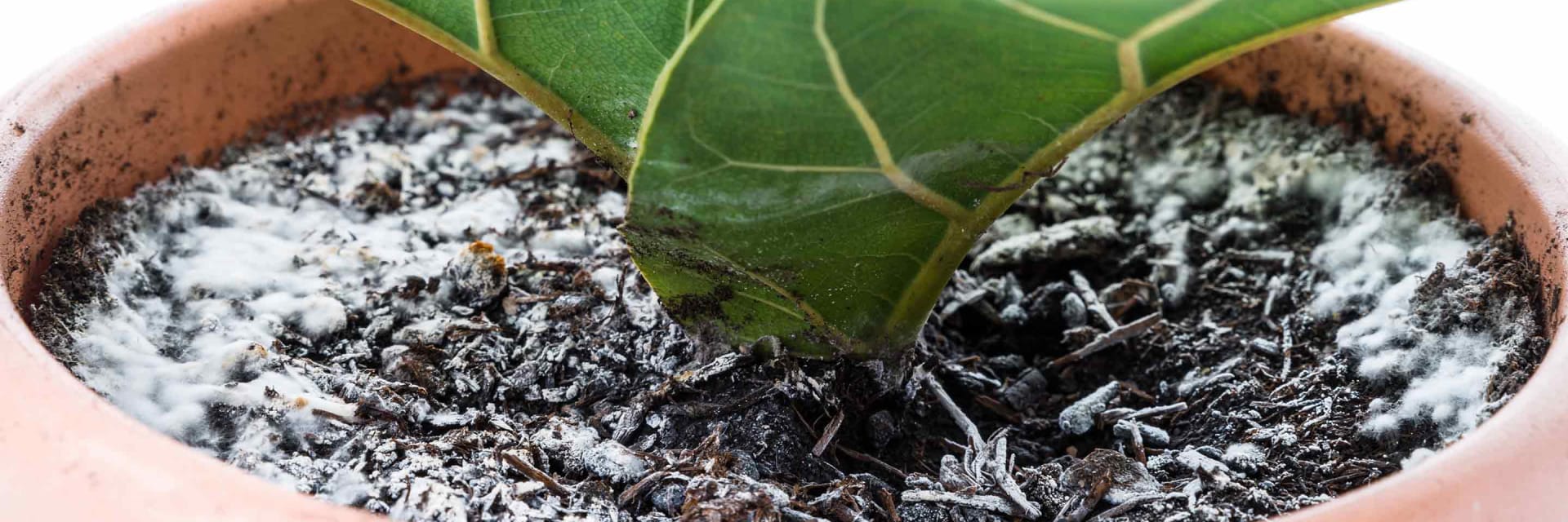 Moisissure à la base des plantes d'intérieur - Jardinier paresseux