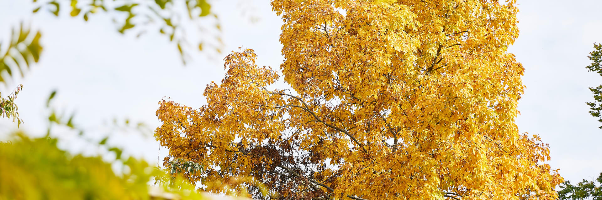 Gehölze im Herbst