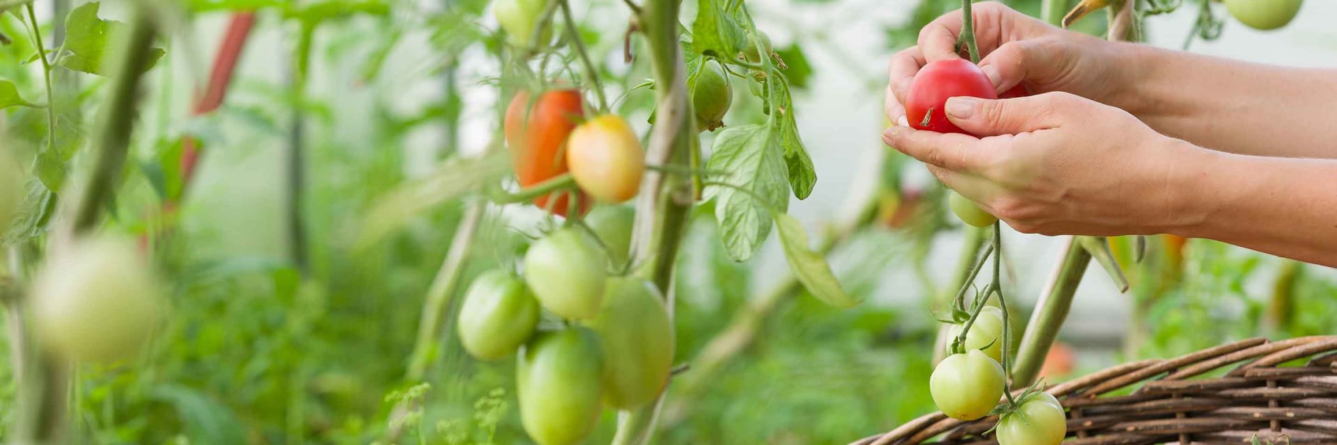 caring tomatoes