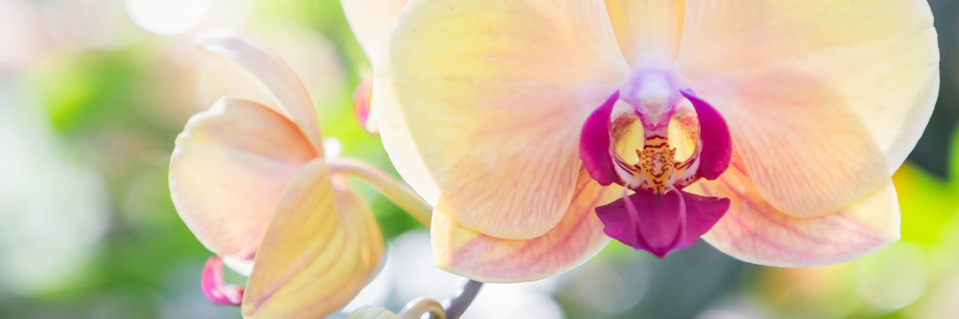 Orchidée Phalaenopsis : trucs et astuces