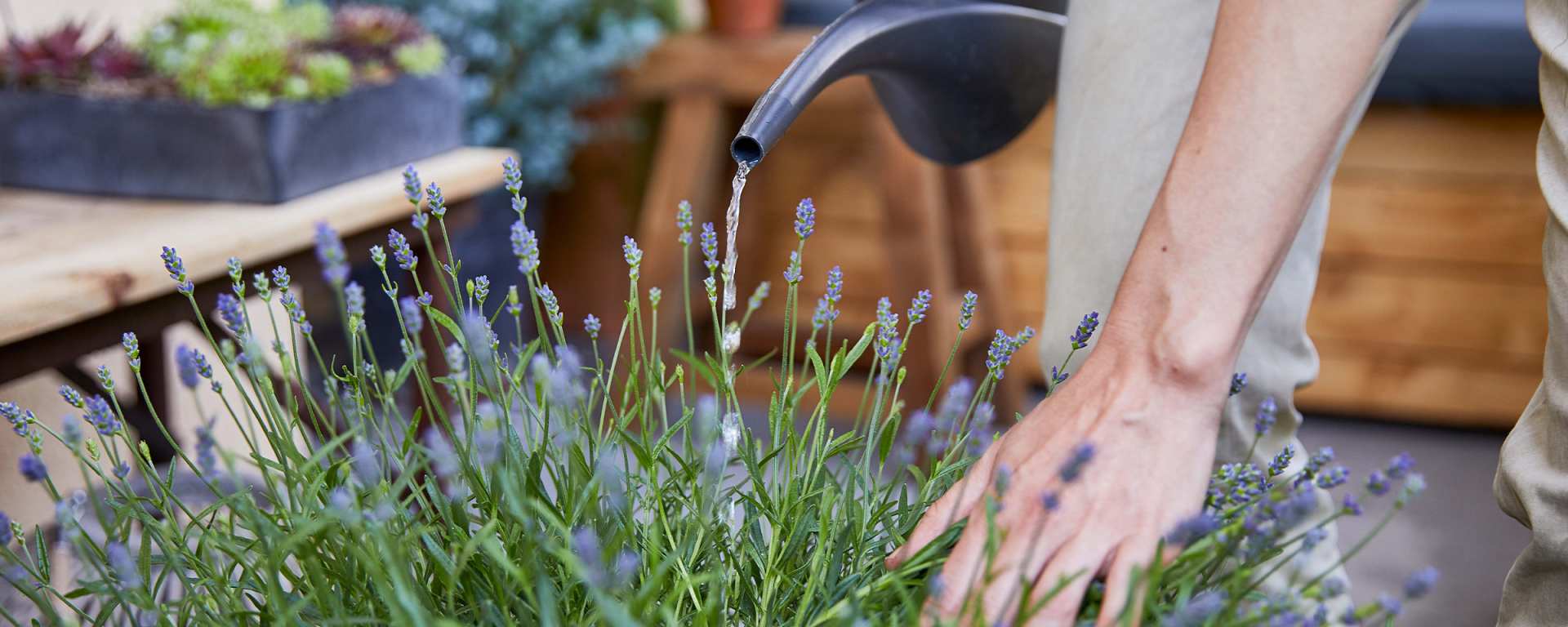 slider_lavendel_ 2400_960_desktop.jpg