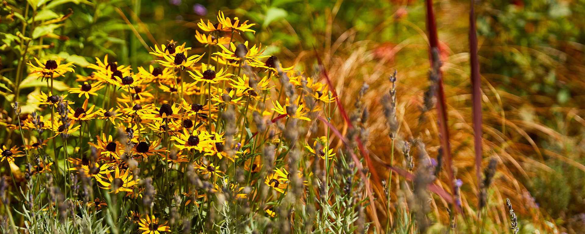 slider_desktop_stauden_herbst