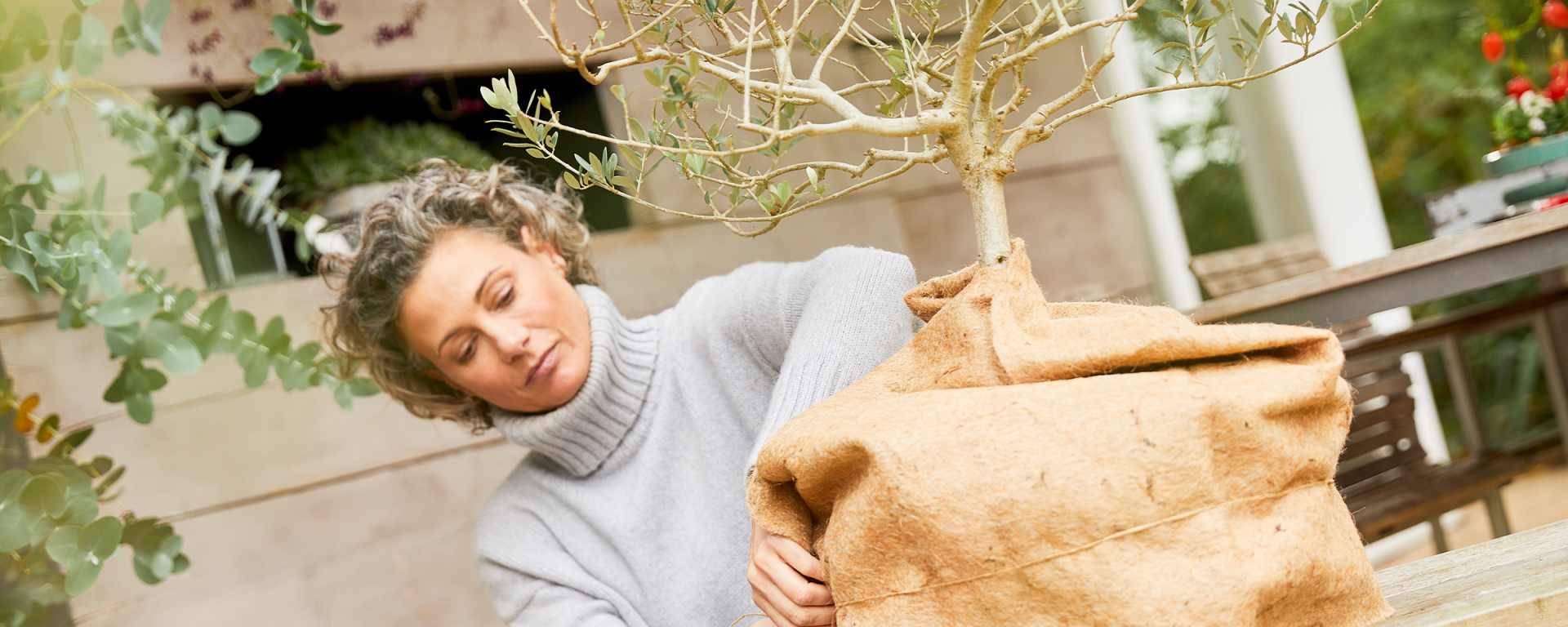 slider_desktop_olivenbaum_2400x960