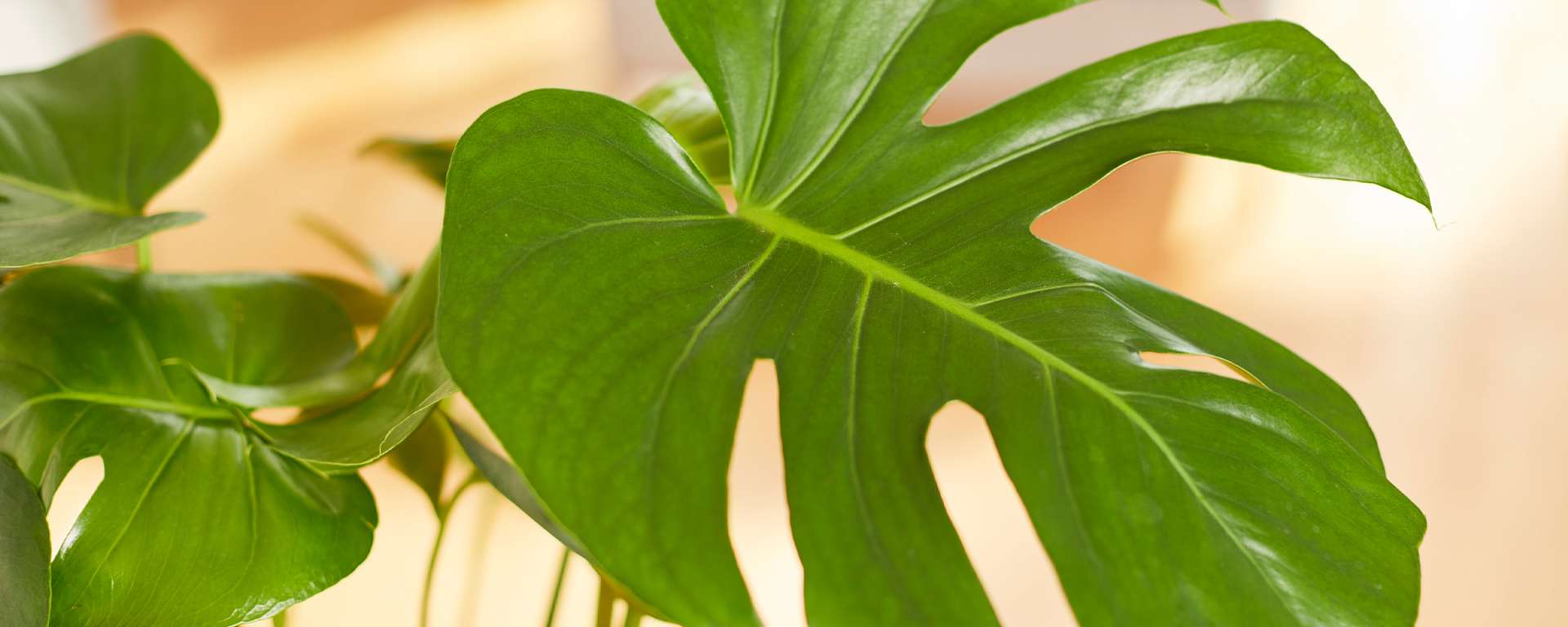 slider_desktop_indoorplants_no_light_2400x960.jpg