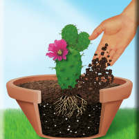COMPO CACTEA Terreno Per Cactus E Succulente 5 L | eBay