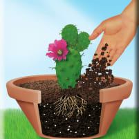 Compo Sana Terreau cactus & succulentes. - Boutique en ligne