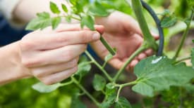 Tomaten pflegen