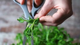 Microgreens ernten