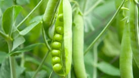 harvest_peas