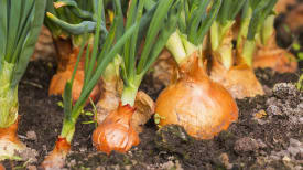 harvest-onion