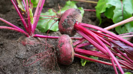 harvest-beetroot