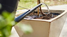 potting roses