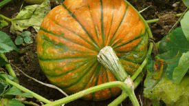 harvest-pumpkin