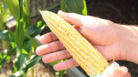 harvest-sweetcorn