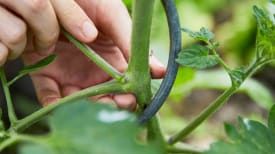 Tomaten ausgeizen