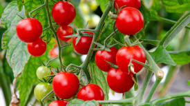 harvest-tomato