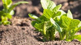 potato-plant