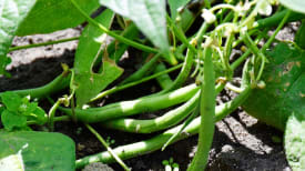 harvest-beans