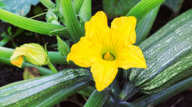 harvest-zucchini