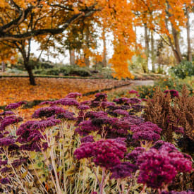 giardino d&#039;inverno